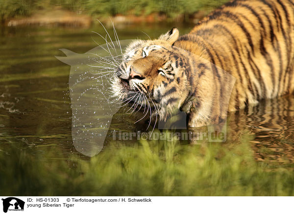 young Siberian Tiger / HS-01303
