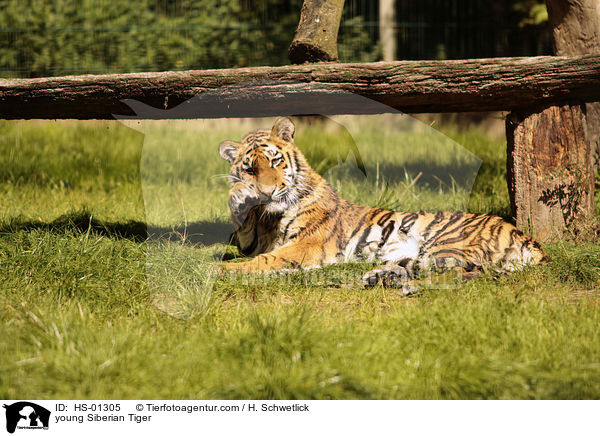 young Siberian Tiger / HS-01305