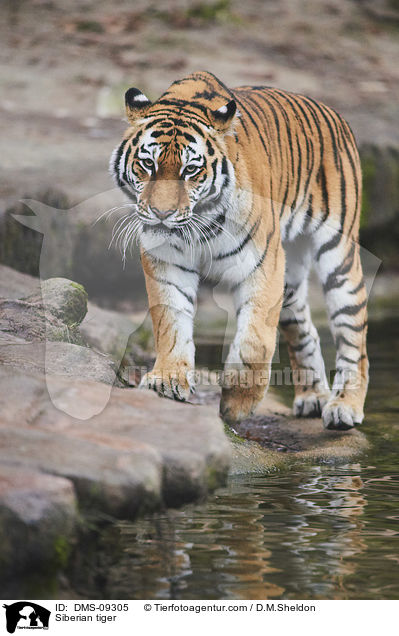 Siberian tiger / DMS-09305