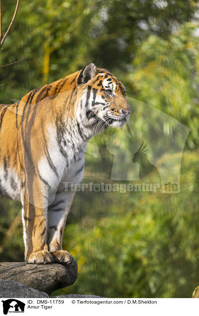Sibirischer Tiger / Amur Tiger / DMS-11759