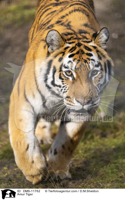 Amur Tiger / DMS-11762