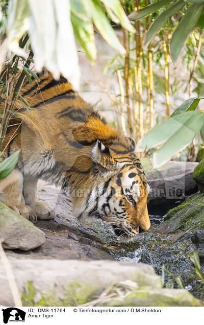 Amur Tiger / DMS-11764