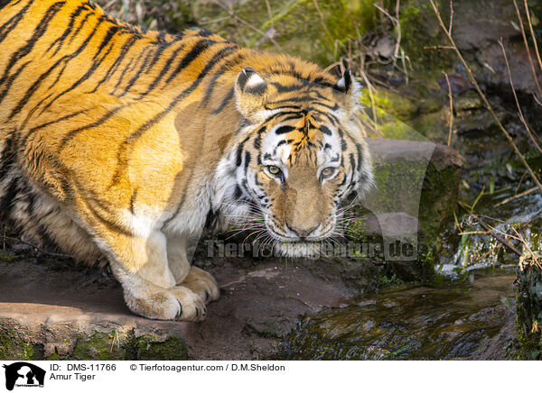 Sibirischer Tiger / Amur Tiger / DMS-11766