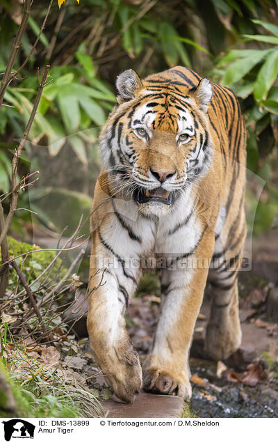 Sibirischer Tiger / Amur Tiger / DMS-13899