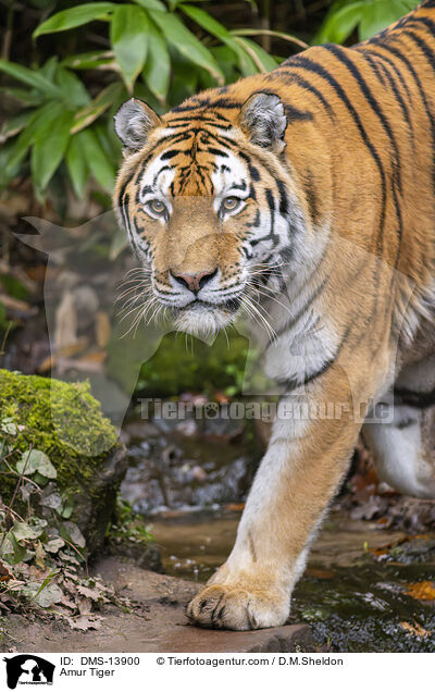 Sibirischer Tiger / Amur Tiger / DMS-13900