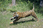 Siberian Tiger