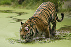 Amur tiger