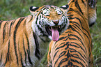 Amur tigers