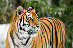 Siberian tiger