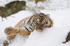 Siberian tiger