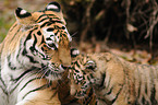 Siberian tiger