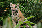 Siberian tiger