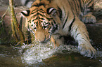 Siberian Tiger