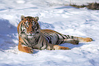 Siberian tiger