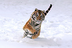 Siberian tiger
