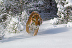 Siberian tiger