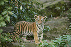 Amur tiger
