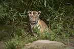 Amur tiger