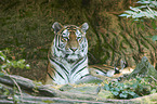 Amur tiger