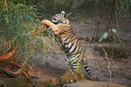 Siberian Tiger