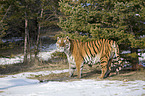 Siberian tiger