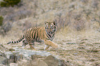 young Siberian tiger