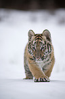 young Siberian tiger