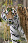 Siberian tiger
