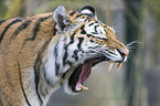 Siberian tiger