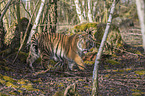 Siberian Tiger