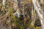 Siberian Tiger