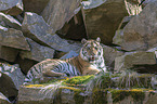 Siberian Tiger