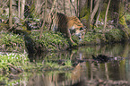 Siberian Tiger
