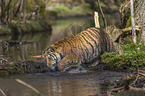 Amur Tiger in the water