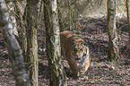 Siberian Tiger