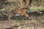 Siberian Tiger
