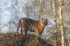 Siberian Tiger