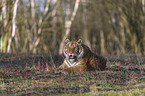 Siberian Tiger