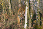 Siberian Tiger