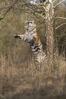 Siberian Tiger