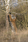 Siberian Tiger