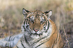 Siberian Tiger