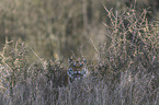 Siberian Tiger