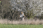 Siberian Tiger