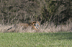 Siberian Tiger