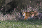 Siberian Tiger