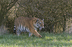 Siberian Tiger
