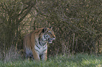 Siberian Tiger