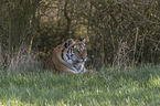 Siberian Tiger