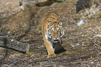 Siberian Tiger